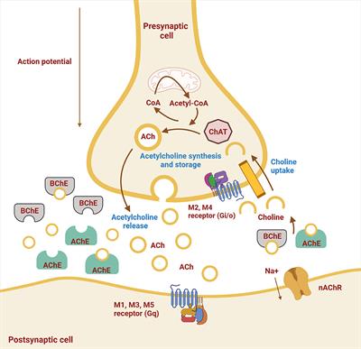 Potential revival of cholinesterase inhibitors as drugs in veterinary medicine